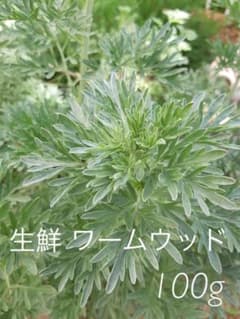 生 ワームウッド にがよもぎ 100gのサムネイル