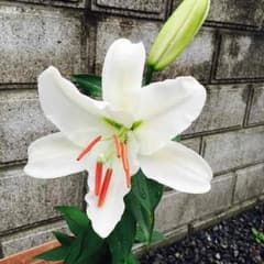 すこ様専用のサムネイル