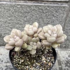 多肉植物　だるま姫秀麗のサムネイル