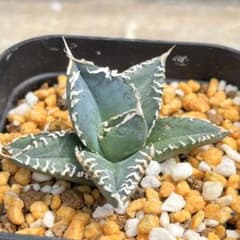 アガベ　チタノタ　コブラ　No.002　鉢、送料込　メルカリ便 アガベ チタノタ コブラ No.002 鉢、送料込 メルカリ便 - メルカリ