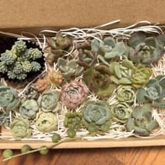 多肉植物 エケベリア セダム 等 寄せ植え セット カット苗 多肉弁当のサムネイル