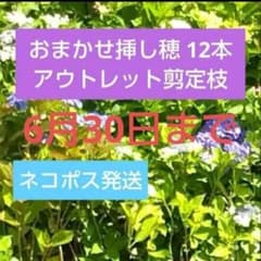 アウトレットでお得なアジサイ挿し穂セット 12本 挿し芽用紫陽花剪定枝
