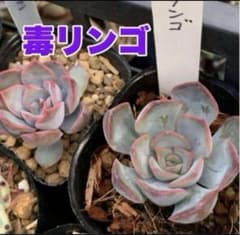 ロウルサンコさんオリジナル苗&メルカリ便発送☆フォーカリア 鳳凰乱舞 メルカリ便発送☆ロウルサンコさんオリジナル苗 フォーカリア属 鳳凰