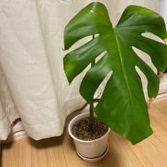 モンステラ観賞用のサムネイル
