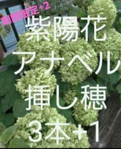 期間限定+2本追加紫陽花アナベル白の挿し穂　3本+1本+2本計6本のサムネイル