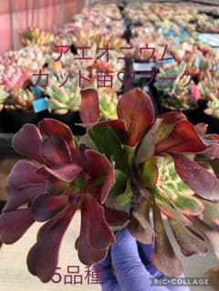 アエオニウム カット苗♡ブーケ(5品種) - メルカリ