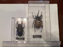 昆虫レプリカ 2匹セット クワガタ インテリア 標本風のサムネイル