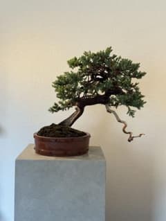 盆栽 ソナレ 中品 - メルカリ