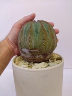 古木 巨大 ユーフォルビア オベサ Euphorbia obesa 選抜 丸大 - メルカリ