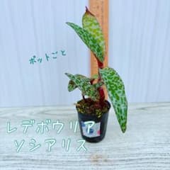 ＊レデボウリア socialisポットごと苗 ＊Cのサムネイル