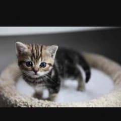 あっぷる様専用のサムネイル
