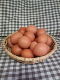 北海道　富良野産平飼いたまご　25個のサムネイル