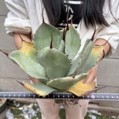 アガベ 赤棘パリー トランカータ 短葉型 低重心 - メルカリ