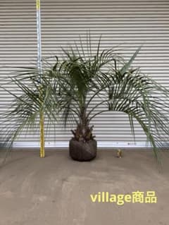 送料込み　ココスヤシ　形状良　幹極太　庭木　シンボルツリー　現品のサムネイル