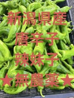 新潟県産 青唐辛子 辛い 辣妹子 1kg 無農薬 （ピーマン1、2個おまけ付き）のサムネイル