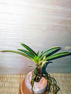 別格稀貴品】富貴蘭 木瀬羆 - メルカリ