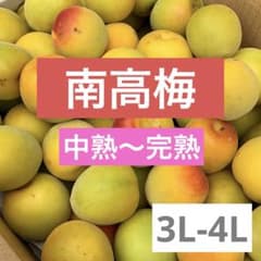 現品のみ！中熟〜完熟梅 和歌山県産 紀州 南高梅♪3L〜4L 5キロ（箱込 