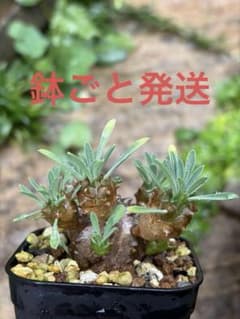 (鉢ごと) ユーフォルビア　峨眉山　Bのサムネイル