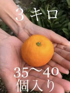 みかん　ミカン　甘い　有田みかんのサムネイル