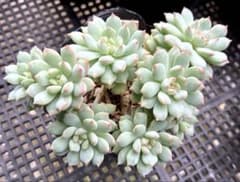 多肉植物抜き苗♡ミリナエ×グロブローサ♡のサムネイル