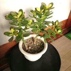 12 金のなる木 姫黄金花月 - メルカリ