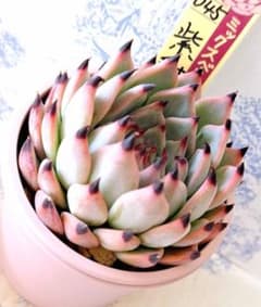 紫紺の矢 札付きポットごとメルカリ便おらいさん苗ミックスベリア