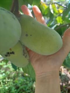 ポポー小ぶり　完熟含むため最終値下げのサムネイル
