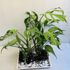 べ*ち様 MS340 3株セット モンステラ バールマルクスフレーム 経験者