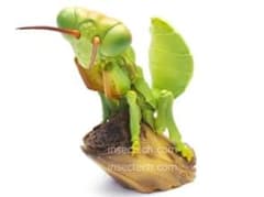 【廃盤貴重】　動物の惑星　アニマルプラネット　オオカマキリ フィギュア　正規品 廃盤貴重】 動物の惑星 アニマルプラネット オオカマキリ フィギュア