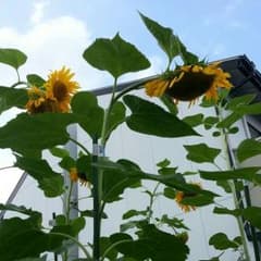 とも様専用  夏 秋に！  お仕事に！ ワンピースのサムネイル