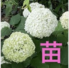 アナベル苗 ① - メルカリ