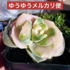 ラブリーローズ錦 抜き苗ゆうゆうメルカリ便 - メルカリ