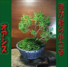 糸魚川真柏 小品盆栽 苔 盆景 盆栽素材 ミニ盆栽 和み 我が家の小さな