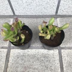 多肉植物　ゴーラムのサムネイル