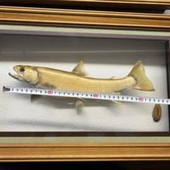 値下げしました！魚 剥製 フィッシュクラフト マツモト | 市場街