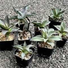 【断捨離】お得 チタノタ 8株セット US株 アガベ 断捨離】お得 チタノタ 8株セット US株 アガベ - メルカリ