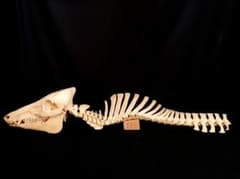 m66574227141_1.jpg?1738471087