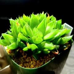 2775 シンビフォルミス カキコ多肉植物 ハオルチア アロエ - メルカリ