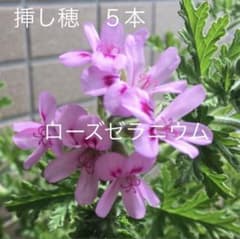 薔薇香ハーブ【ローズゼラニウム】挿し穂5本 蚊よけ・アトピーにも