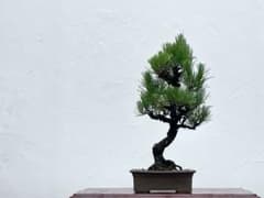 三河盆栽　黒松　盆栽のサムネイル