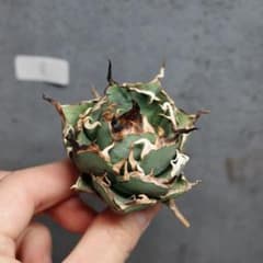 アガベ チタノタ オテロイ ハデス 超コンパクト 極上株 8 - メルカリ