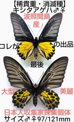 【稀産地・消滅産地】キシタアゲハ♂標本★波照間島産 124mm 近年完全消滅地 最後】日本産蝶標本☆キシタアゲハ♂♀☆波照間島産☆稀貴種消滅種大型