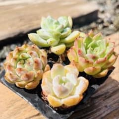 特価 多肉植物 エケベリア 4種セット 根土付き発送 - メルカリ