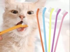 ペット用カラフル歯ブラシ　犬　猫のサムネイル