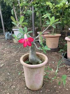 アデニウム・オベスム 砂漠の薔薇 塊根植物 沙漠玫瑰 - メルカリ