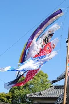 m66653286452_1.jpg?1729408342