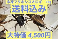 特価　訳アリ　冷凍コオロギ 約1キロ　袋入りのサムネイル