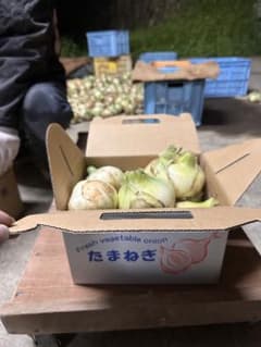 淡路島　新玉ねぎ　3kg 玉葱　あわじしま　玉ねぎ　高糖度　極早生　二級品のサムネイル