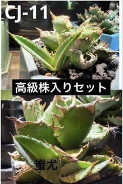 アガベ 高級株込みセット 11株 - メルカリ