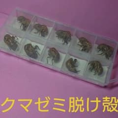 セミのぬけがら10個と 羽化の写真付きのサムネイル